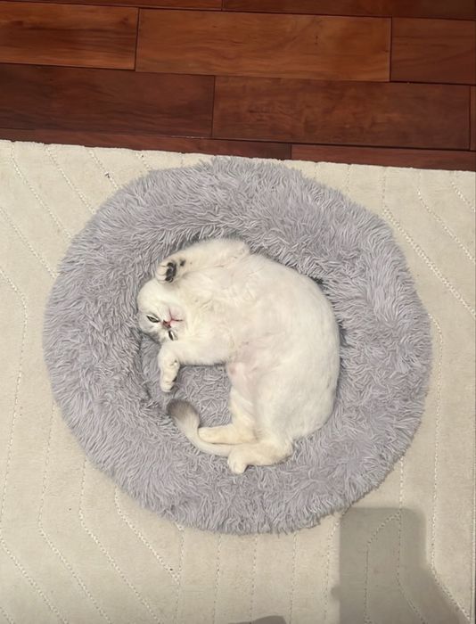 Красивый мальчик британец в добрые руки