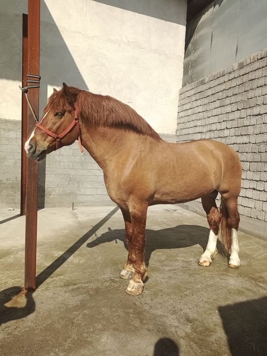 От сотилади, ёши 6+