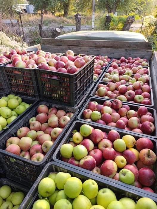 Продам яблоки первый сорт Айдарет