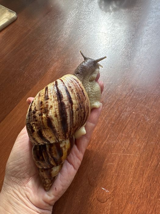 Продам улитят Ахатин