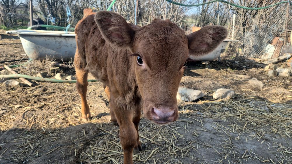 Vitelusa de vânzare