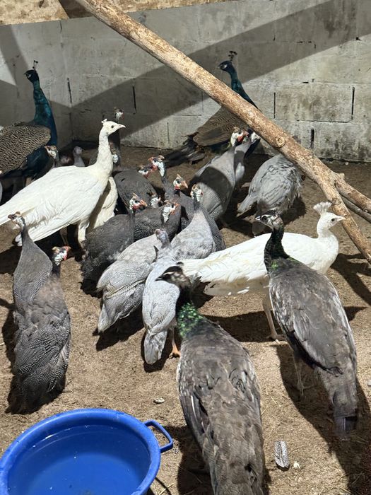 Цесарята цесарок цыплята куры цецарки