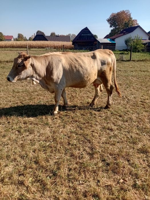 Vaca prima fatare.