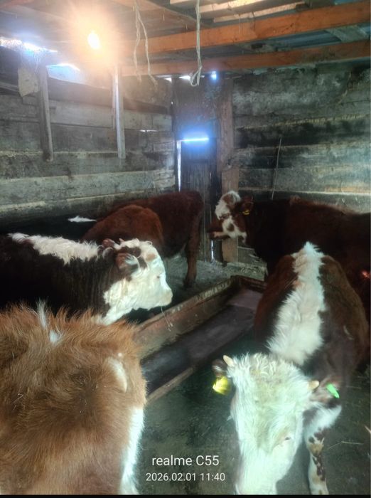 Продается подсосные бычки 10 голов