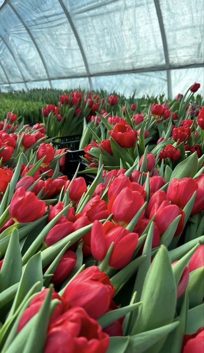 Тюльпаны до 5 марта 800тг за штуку!