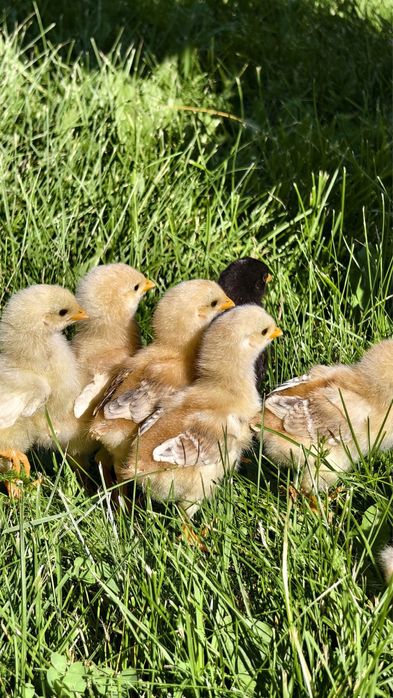 Инкубация и продажа птицы