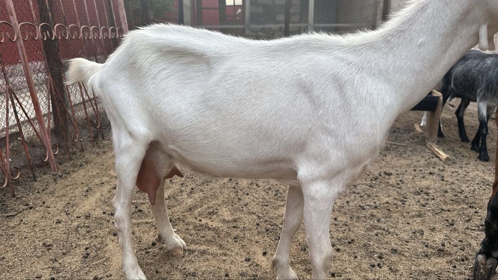 Заненский ешкілер, лағымен бірге сатылады