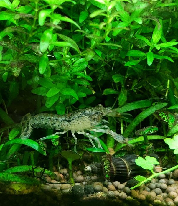 Аквариумные мини- раки!