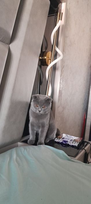 Шотланский веслоуха угил бола зот олиш учун факат