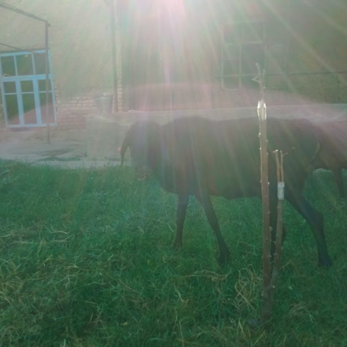 Qoʻchqorlar sotiladi