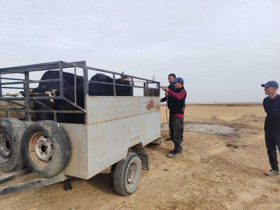 Mol tashish xizmati viloyat bo'ylab