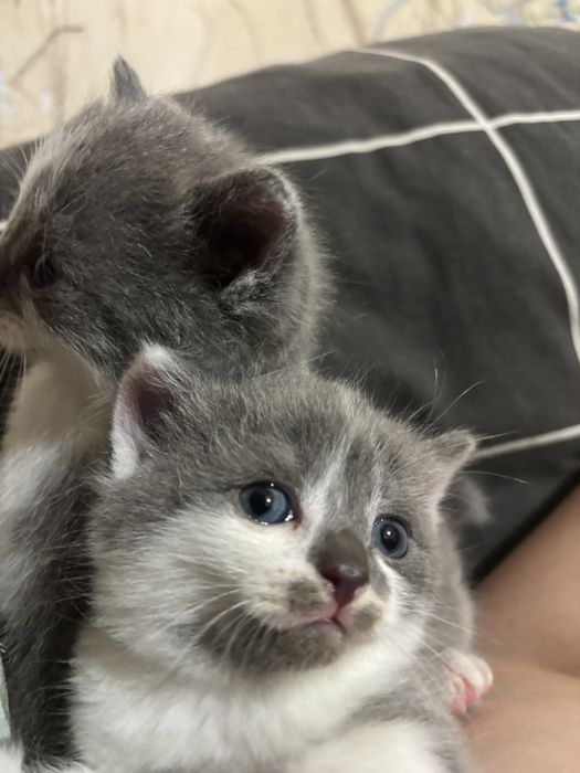 Отдам котят 1 мальчик 1 девочка