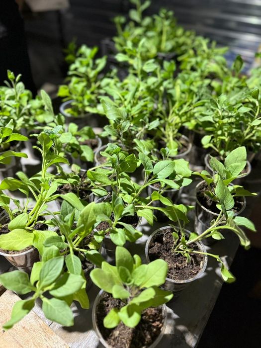 Ампельные петуньи