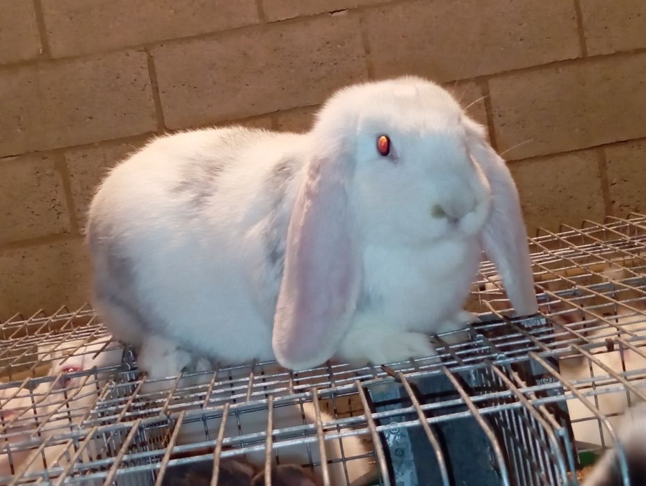 Vând iepuri berbec german