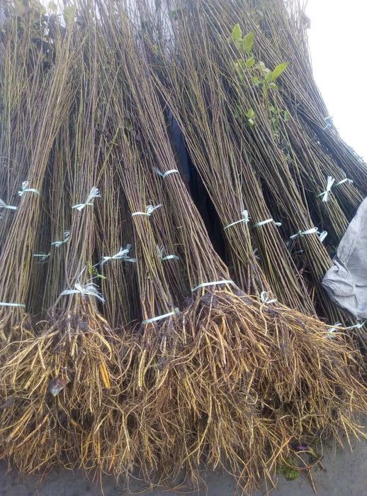 Яшил макон лойихаси учун арзон кучатлар