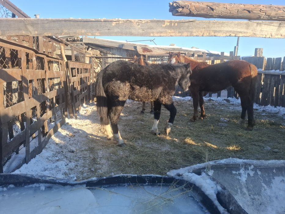 Продам лошадей 500