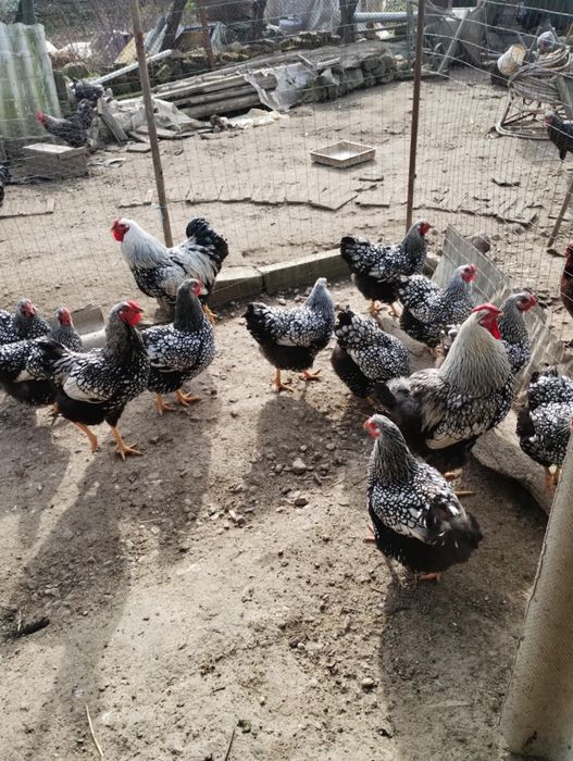 Vand wyandott arghintiu