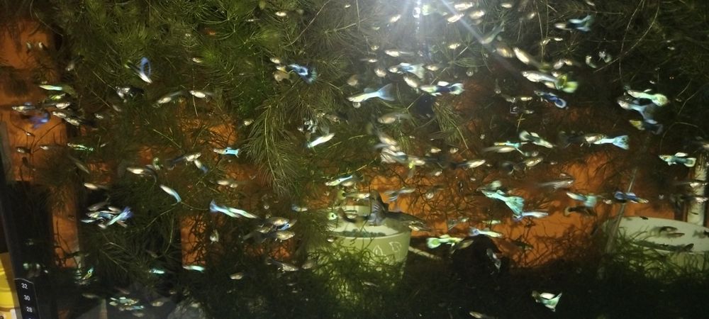 Vând pești de acvariu gupy.moly și xifo