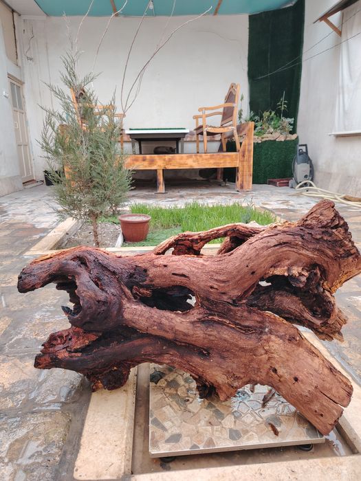 Коряга аквариумга сотилади.