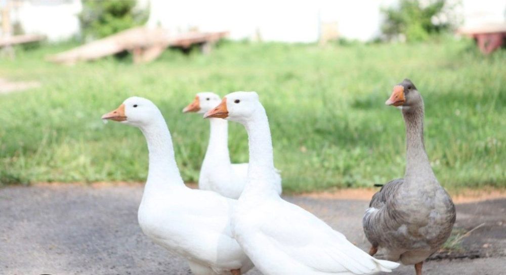 Zotdor gʻozlar sotiladi