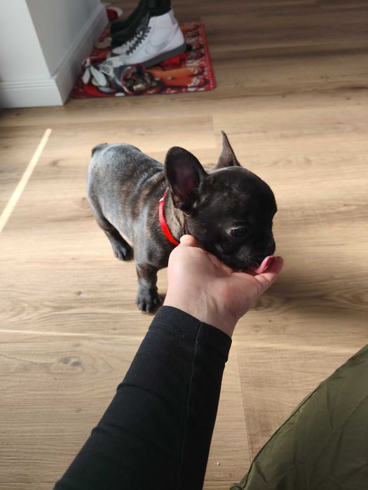 Bulldog francez royal