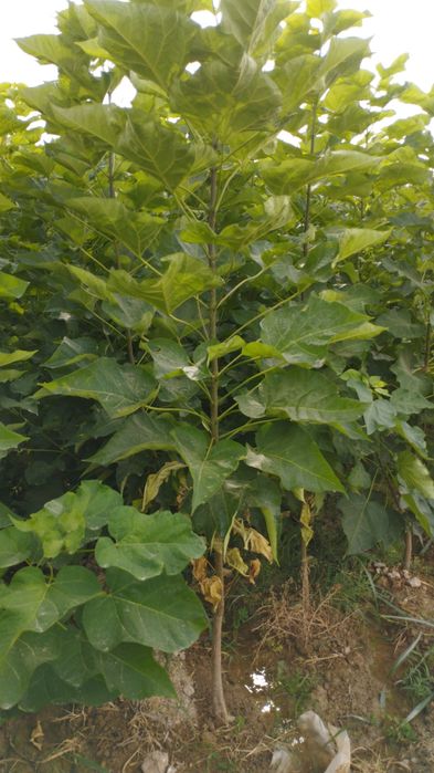 Саженцы все виды