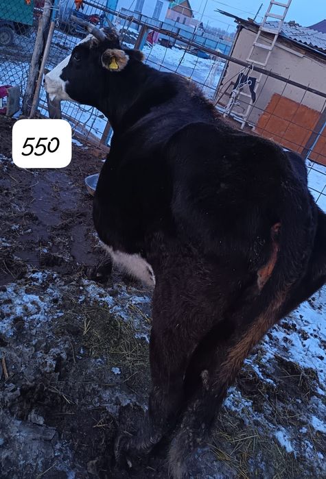 үлкен сыйрлар сатылады жетісу облысы балпық би бесқайнар ауылы