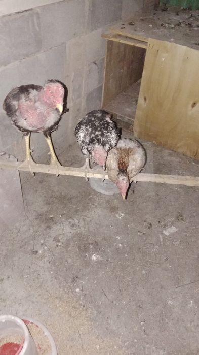Срочно продам...