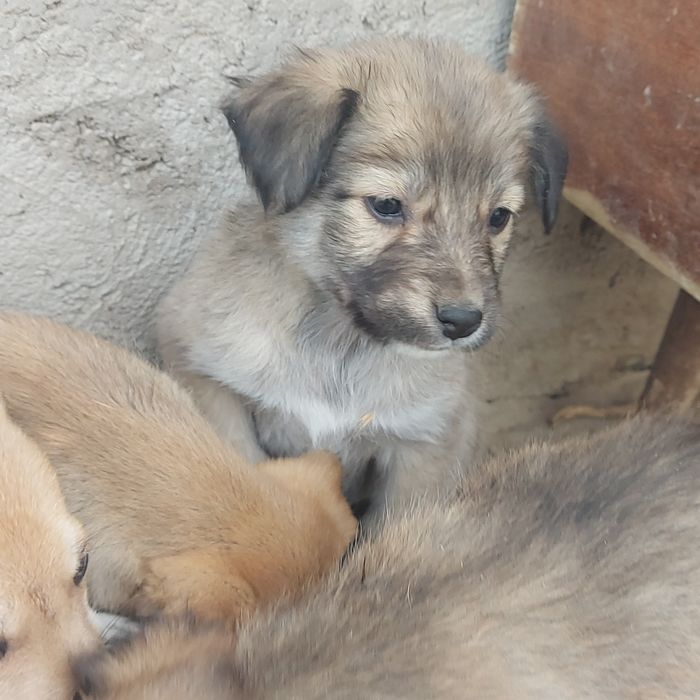 Собаки Животные Щенки 1,5 месяца