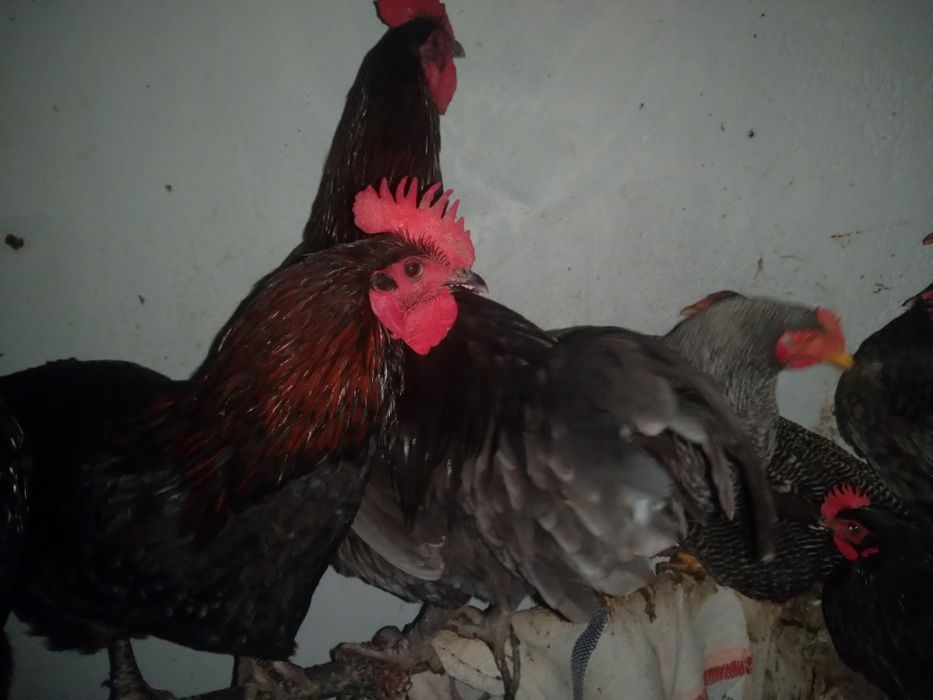 Vând - schimb cocoși Austrolop pe negru și gri