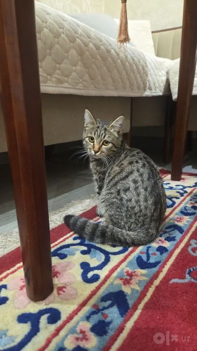 Котёнок бесплатно