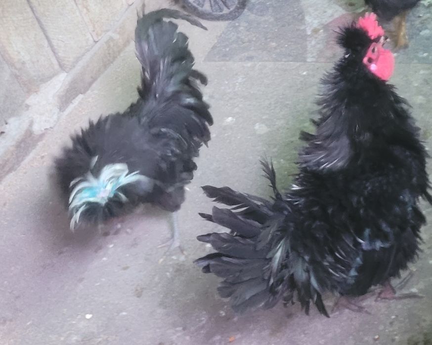 Cocosei frizati  2025