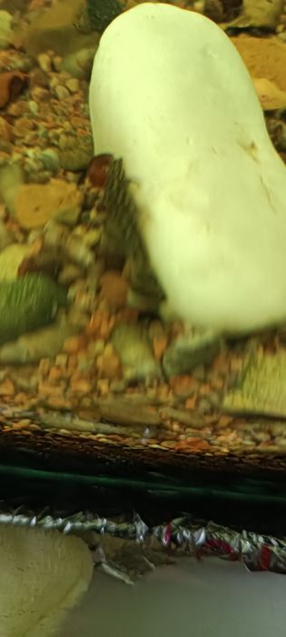 Сомики присоски молодь