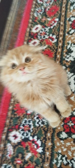 Mushuk zotdor sotiladi