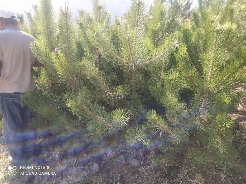 Продам крымские сосны.