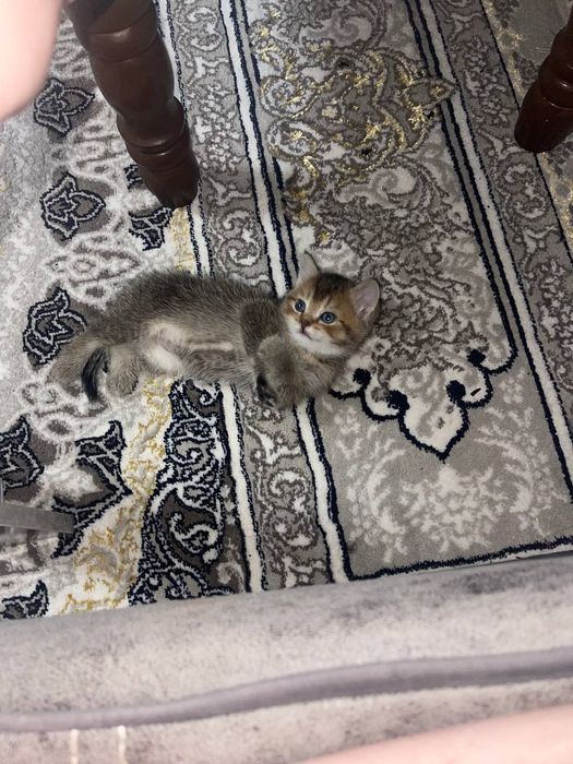 Mushukchalar sotiladi keliwtirib beraman hamma parodalaridan bor