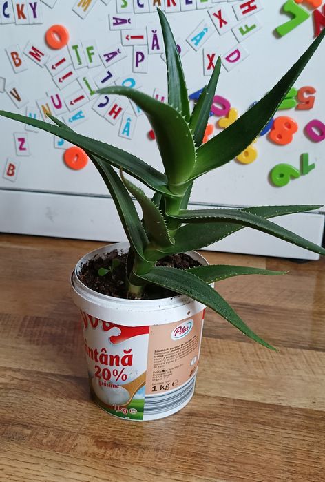 Aloe Arborescens