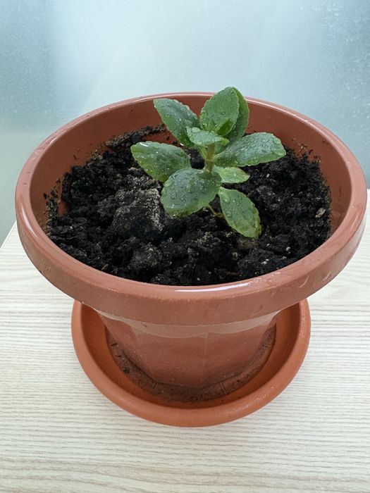 Комнатные цветы, мята, каланхоэ