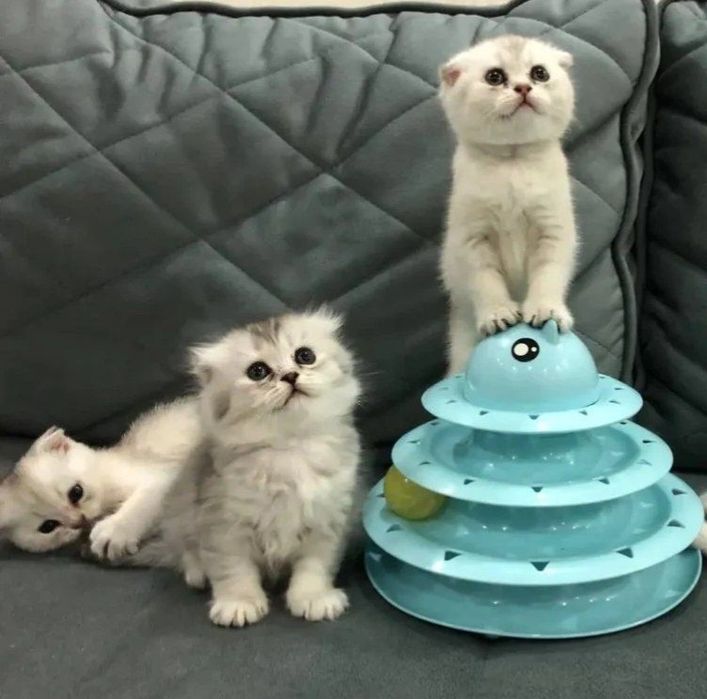 Парода Scottish Fold