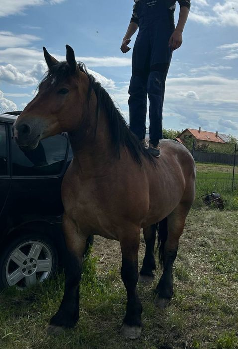 Mînza poloneza 3 ani variante