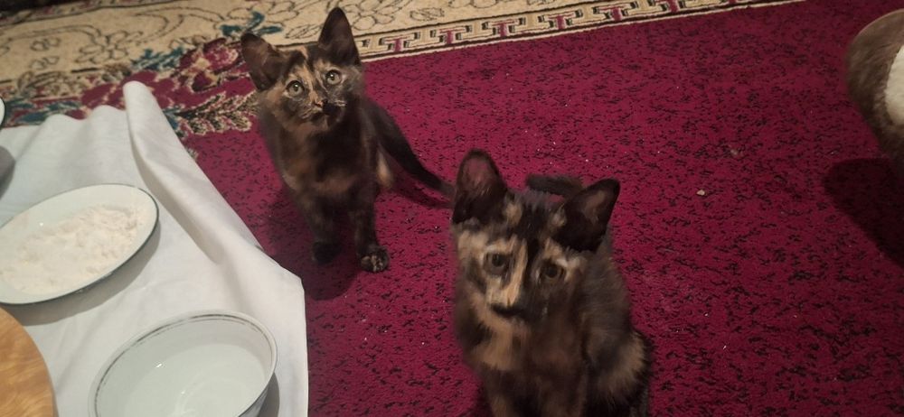 Отдам трёх котят