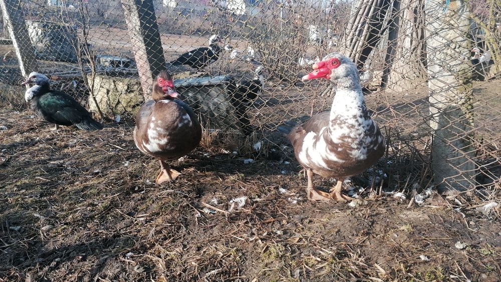 Rațe mute  de vânzare