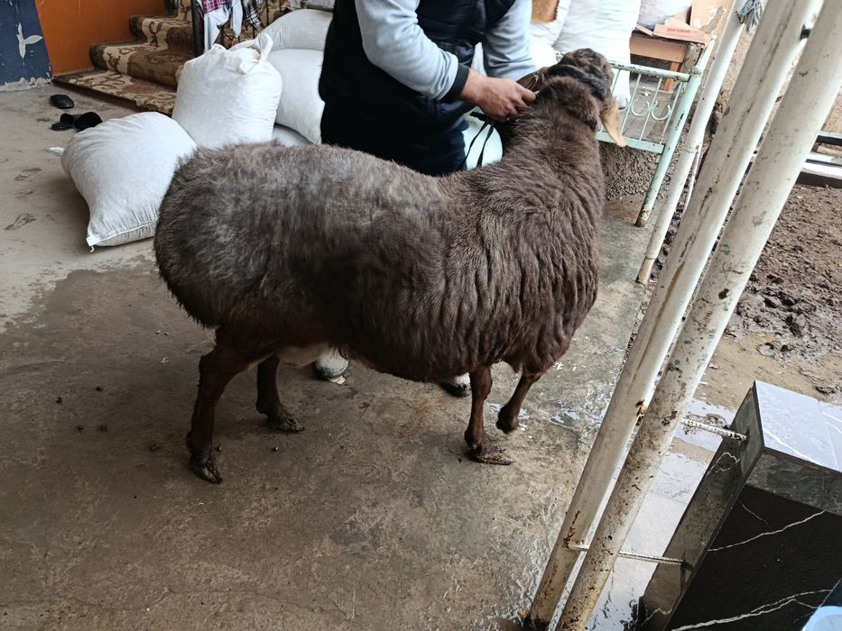 Qochqor sog'lom 1 ta