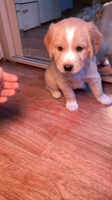 Отдам в добрые руки