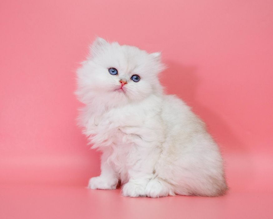 Серебро Шиншиллы котята