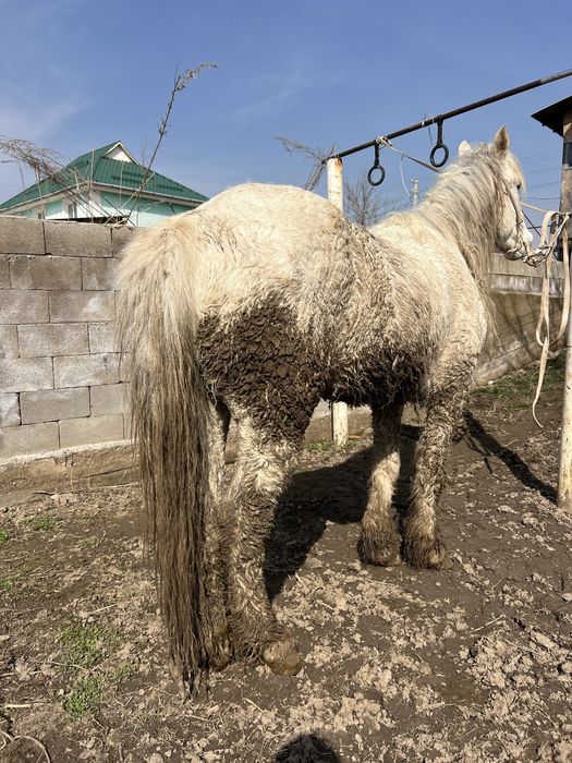 Согым Жылкы Бие Семиз 5-жасар Пишпе ат сатылады 100%Таза