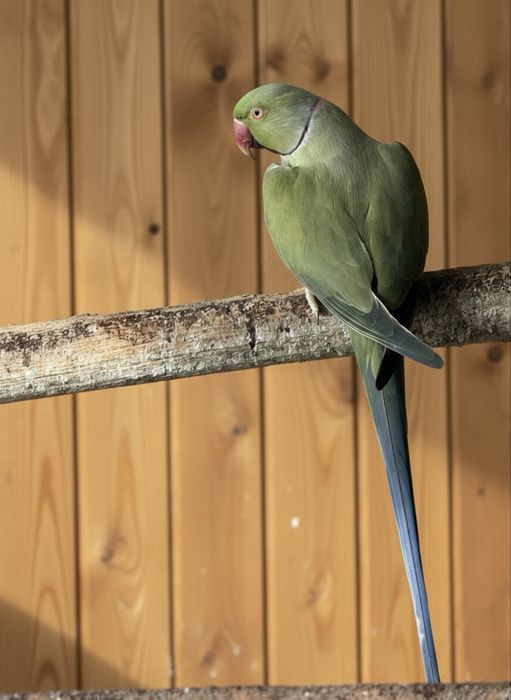 Papagal Micul Alexandru opalin Alexander