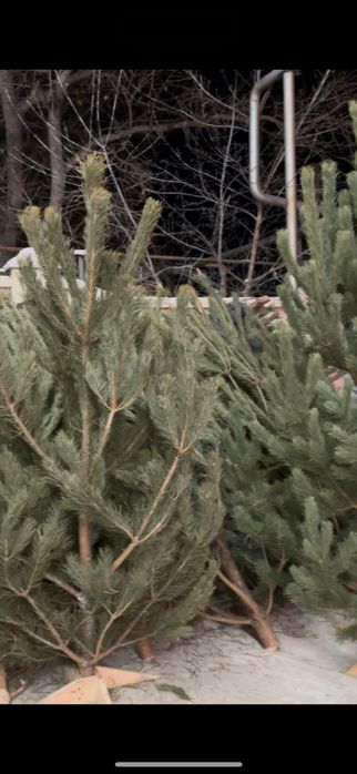 Продам  свежие Ёлки