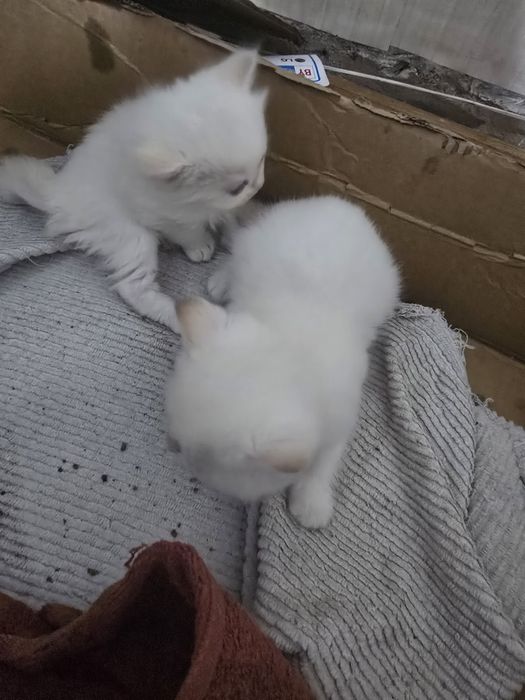 Котята  британский
