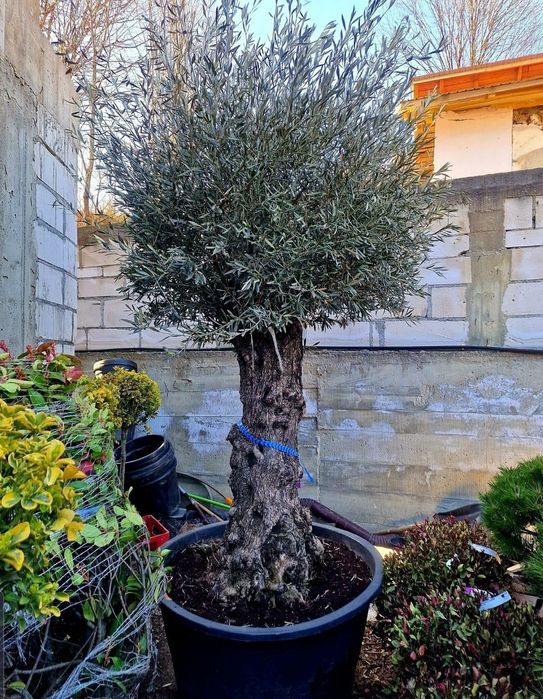 Plante ornamentale